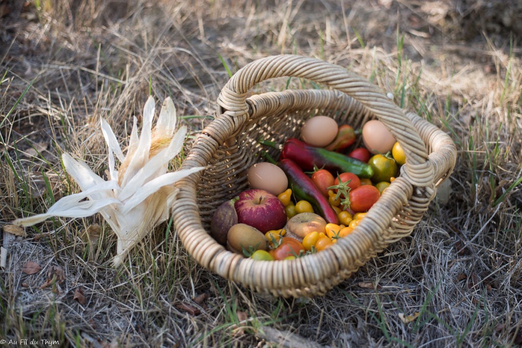 Récoltes du potager et verger en septembre