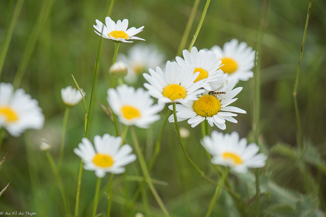 Balade botanique : Fleurs et pollinisateurs - Mai