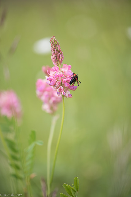 Balade botanique : Fleurs et pollinisateurs - Mai1