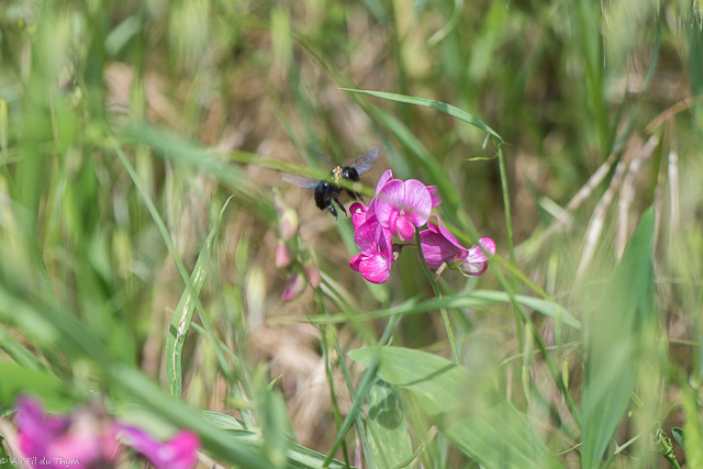 Balade botanique : Fleurs et pollinisateurs - Mai