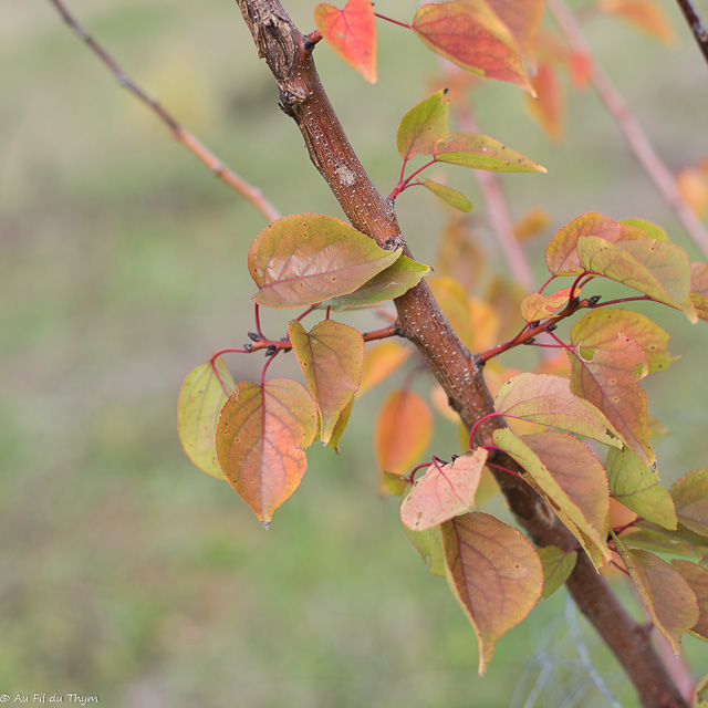 couleurs d'automne : Abricotier