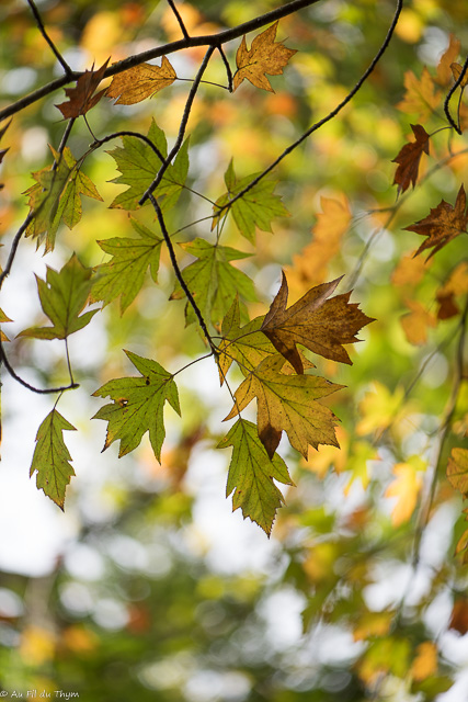 Balade botanique couleurs d'automne : Alisier Torminal