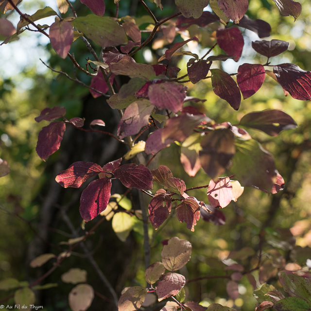 Balade botanique couleurs d'automne : cornouillers sanguins