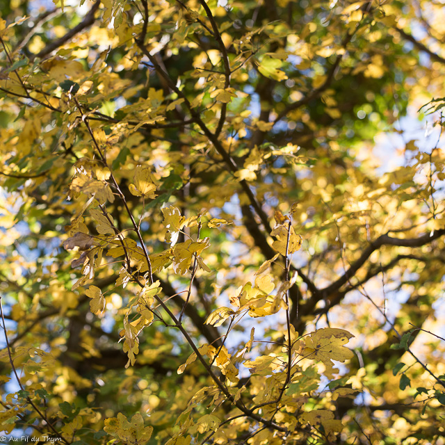 Balade botanique couleurs d'automne : érable champêtre