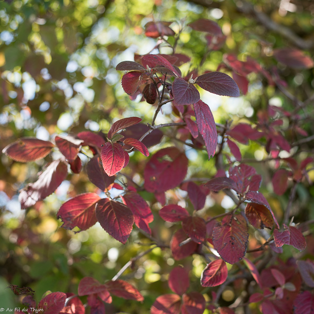 Balade botanique couleurs d'automne : viorne lantane