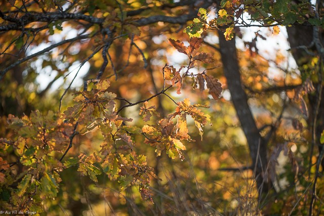 Chênes à l'automne - Balade botanique novembre