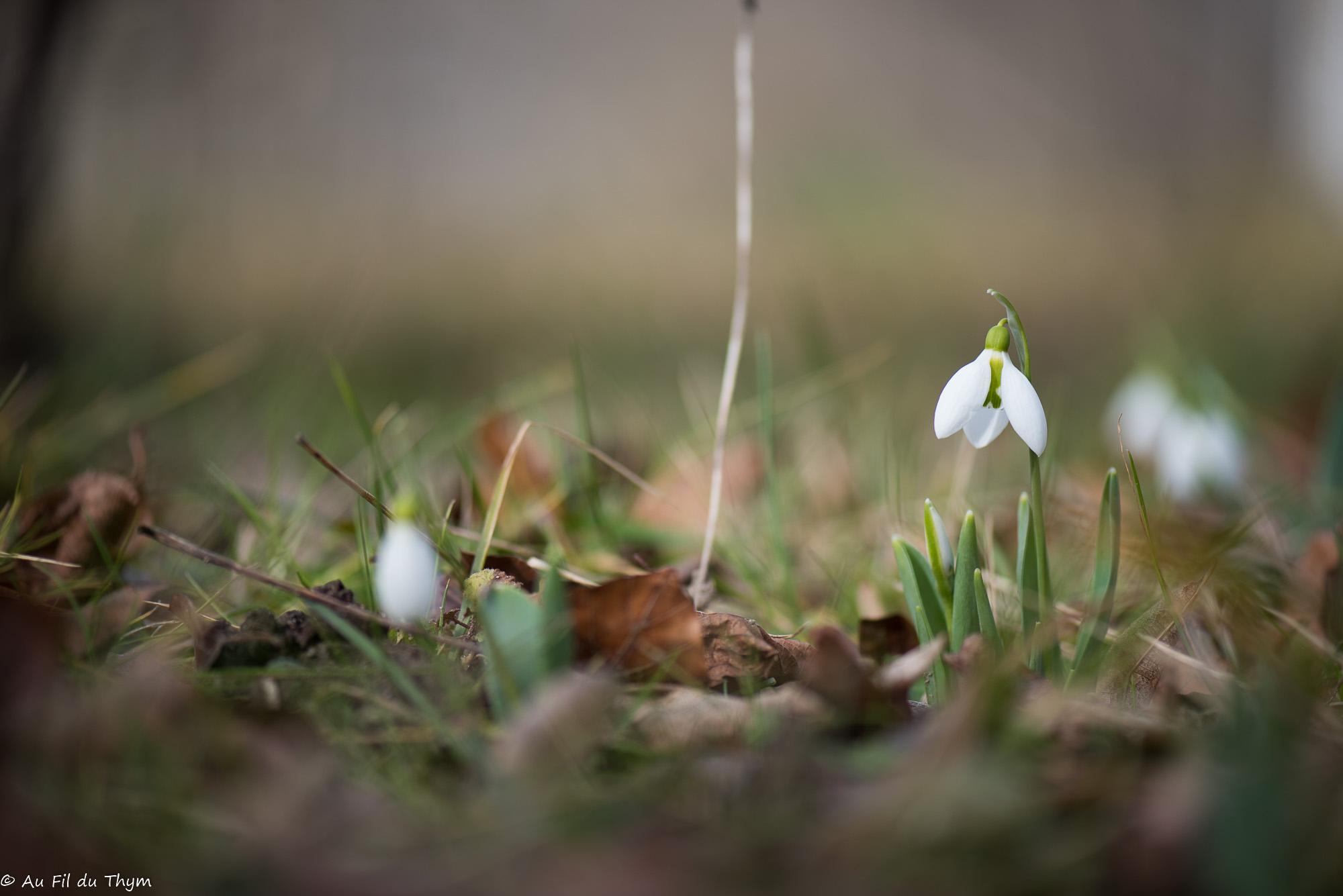 Jardin d&rsquo;hiver