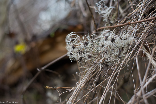  balade botanique janvier - clématite vigne blanche