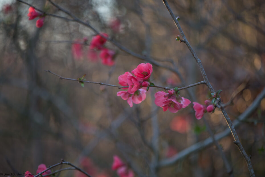 cognassier du japon : Idées fleurs fin d'hiver