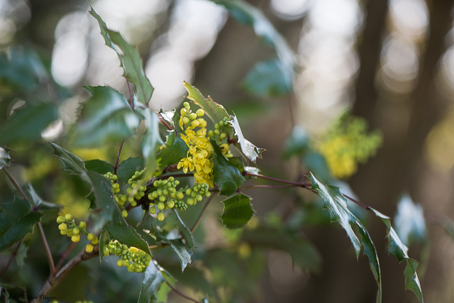 mahonia faux houx : Idées fleurs fin d'hiver
