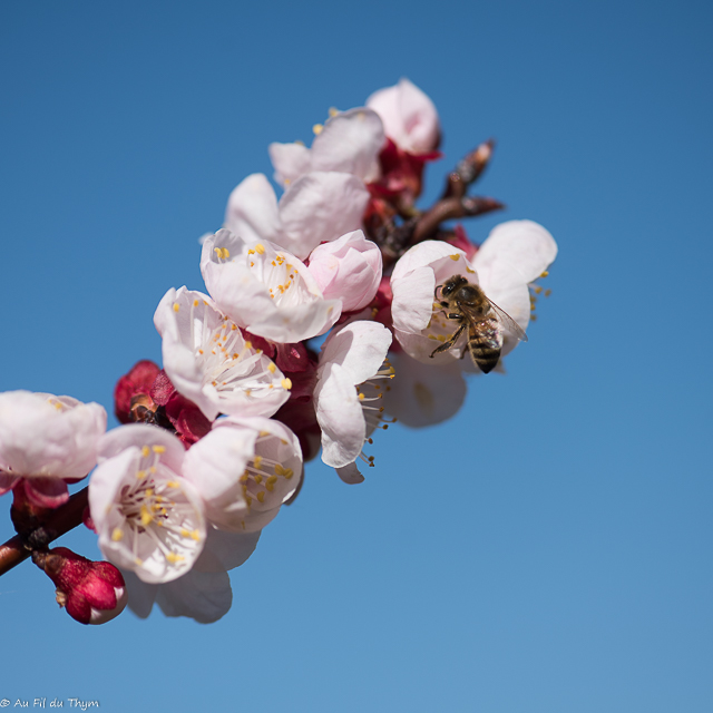 Macrophotographie Verger : Fleurs d'abricotier