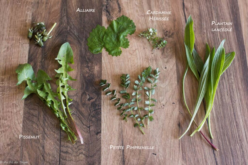 Plantes sauvages salades printemps - Au Fil du Thym