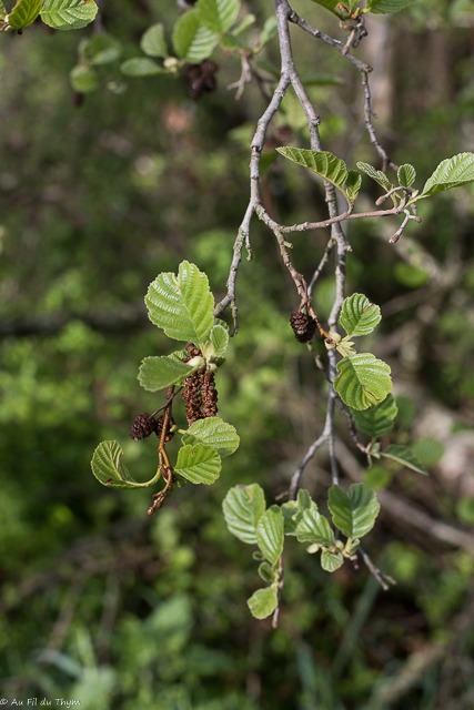 Jeunes feuilles d'aulne glutineux