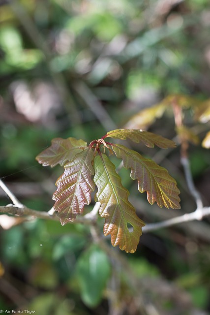 Jeunes feuilles de chêne rouvre
