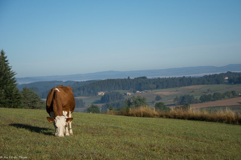 Pays des Sucs - Haute Loire 