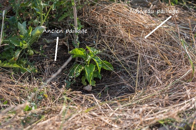 Protéger son jardin sécheresse : pailler