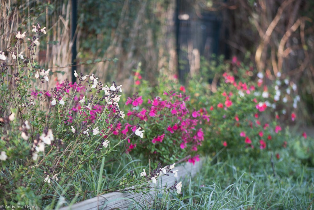 Protéger son jardin sécheresse : adapter les plantes