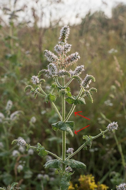 Balade botanique août : menthe à feuille ronde