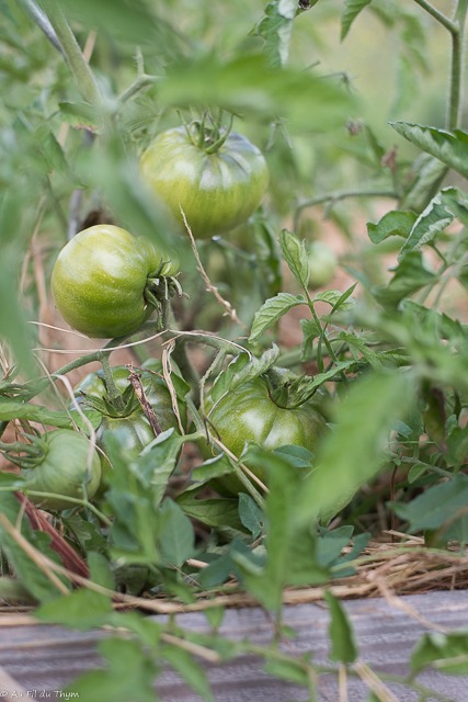 Balade botanique août : tomates