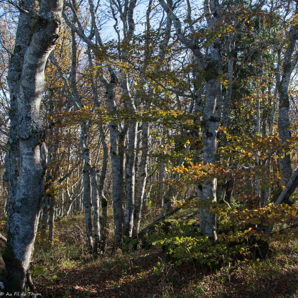 Randonnée Grand Echaillon - Vercors