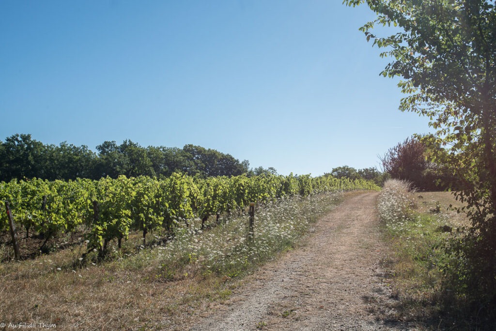 Randonnée Boucle de Monbazillac : Dans les vignes