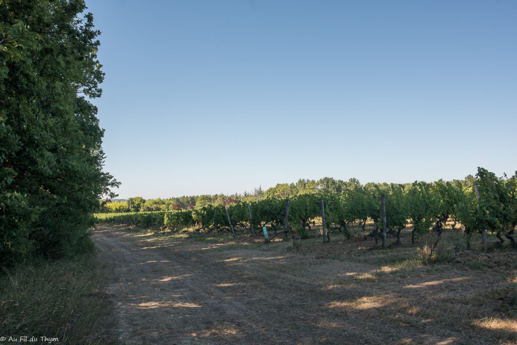 Randonnée Boucle de Monbazillac : Dans les vignes