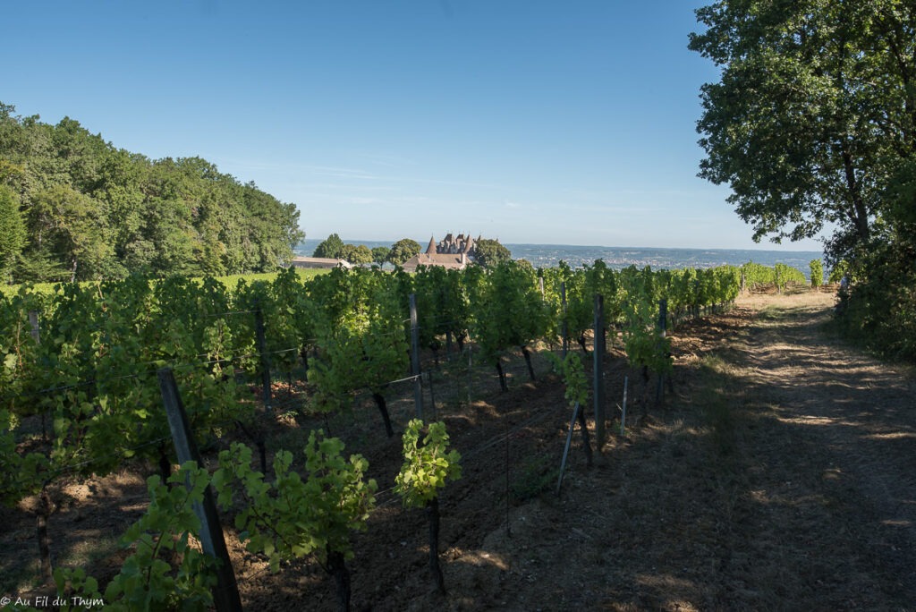 Randonnée Boucle de Monbazillac : Dans les vignes