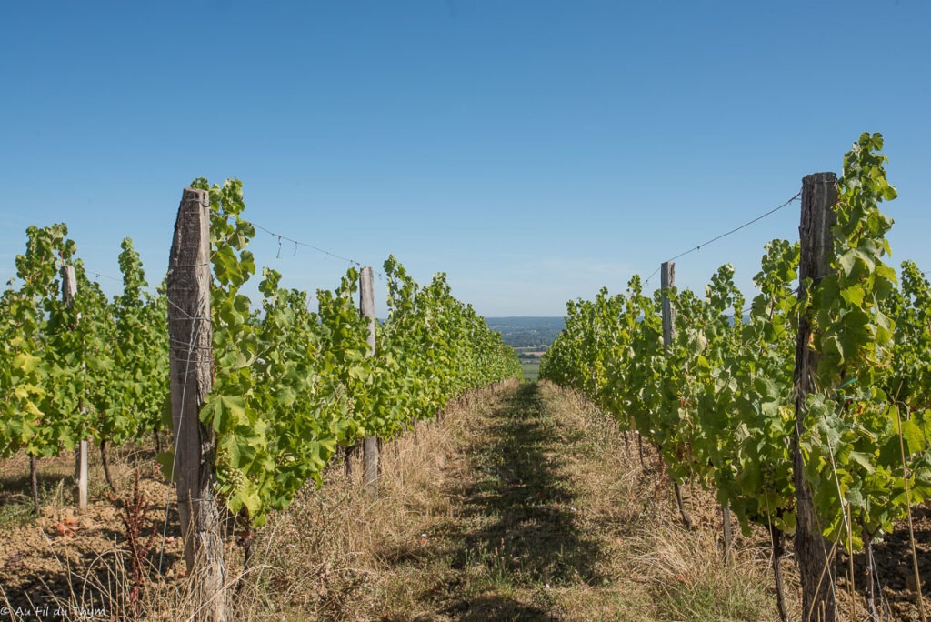 Randonnée Boucle de Monbazillac : Dans les vignes