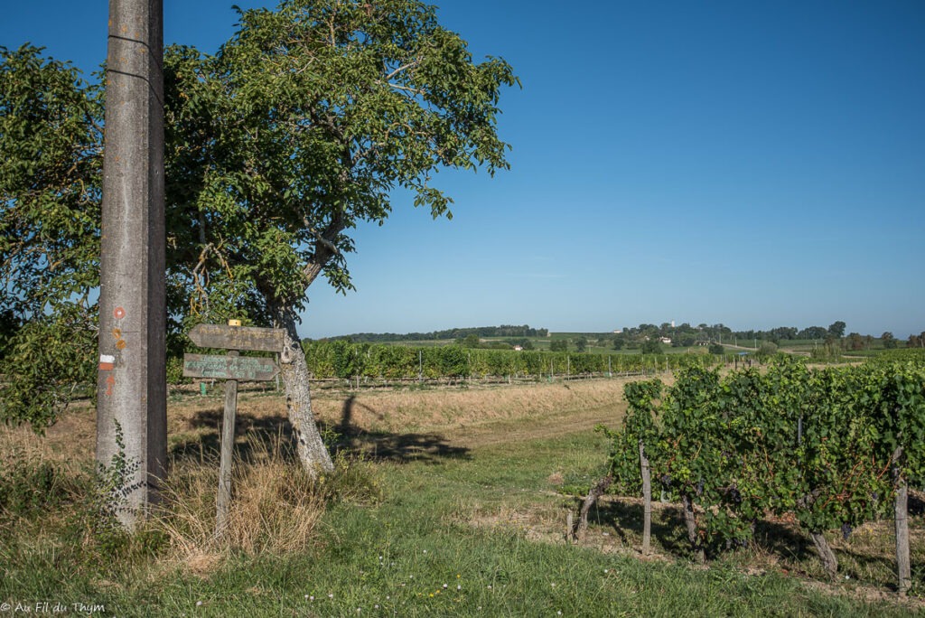 Randonnée Boucle de Monbazillac : Dans les vignes