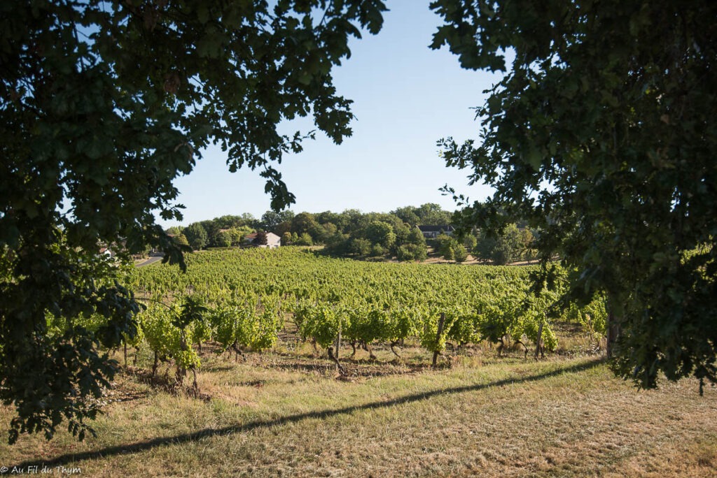 Randonnée Boucle de Monbazillac : Dans les vignes