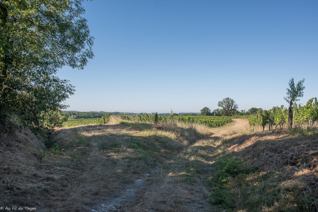 Randonnée Boucle de Monbazillac : Dans les vignes