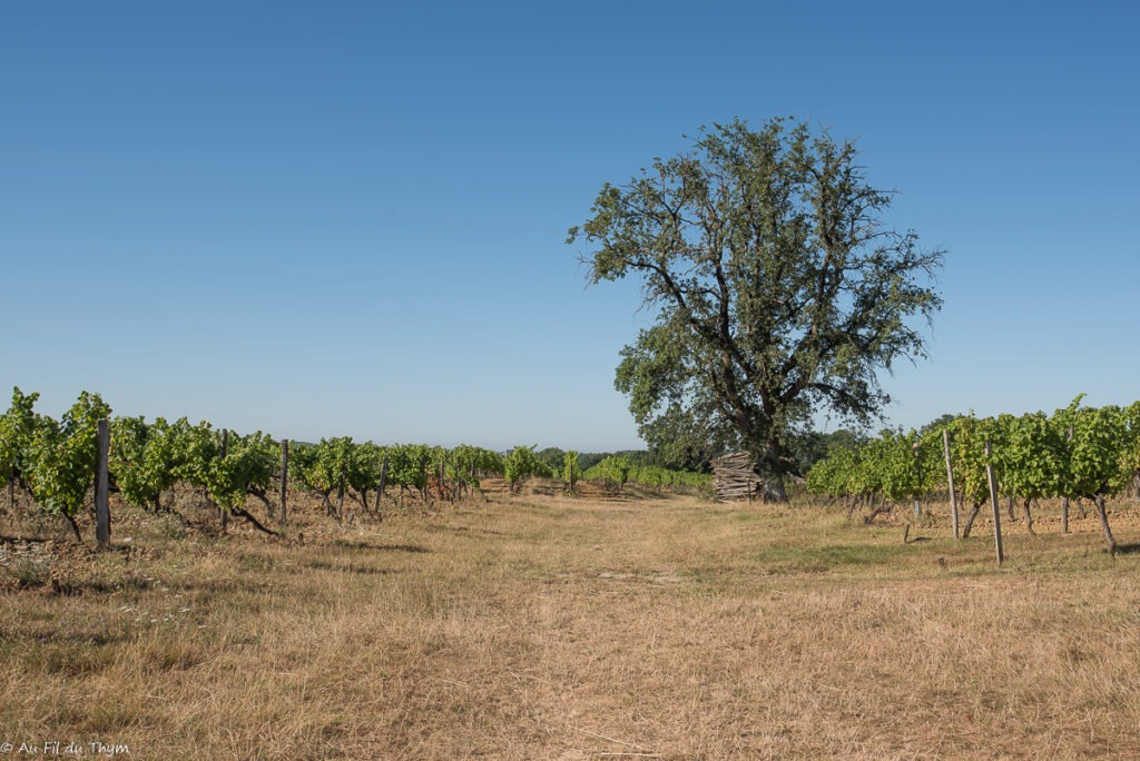 Randonnée Boucle de Monbazillac : Dans les vignes