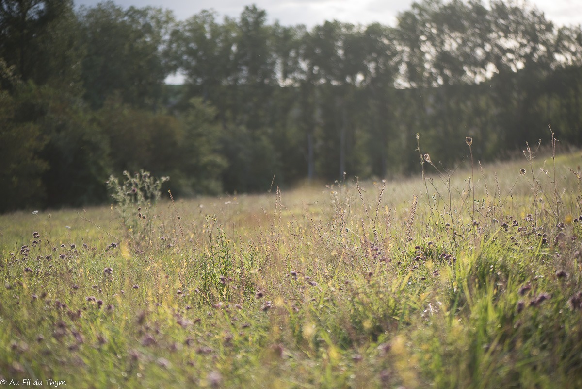 Balade Botanique – Fin d’été dans les prairies (Septembre 2024)