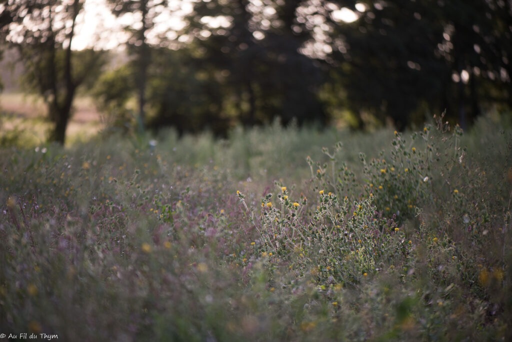 Balade botanique septembre - Verveine