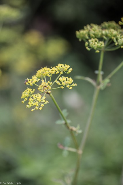 Balade botanique septembre - Carline