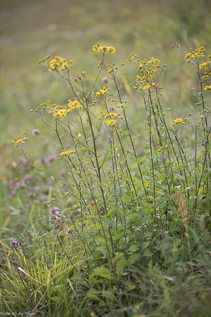 Balade botanique septembre - Sénéçon jacobée