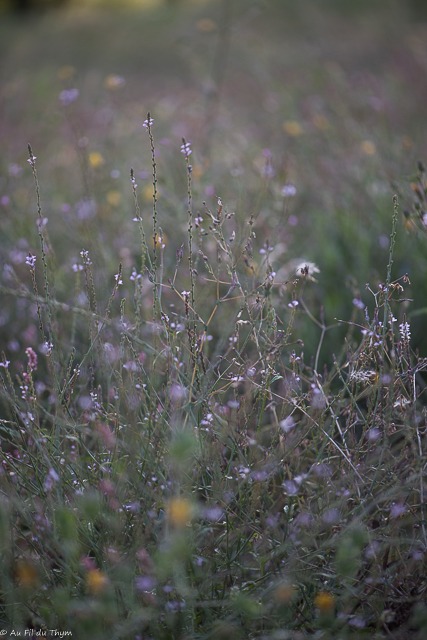 Balade botanique septembre - Verveine