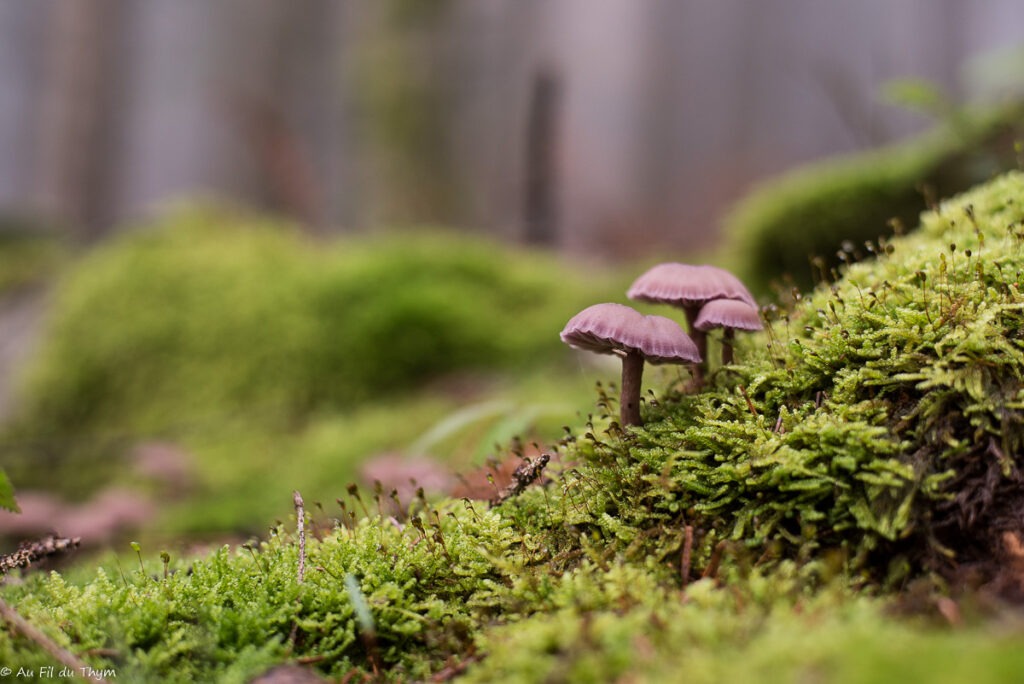 Macrophotographie champignons automne  : laccaires améthystes