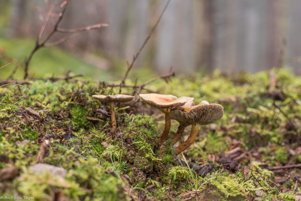 Macrophotographie champignons automne