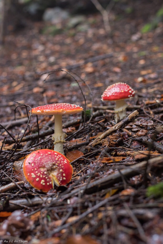 Macrophotographie champignons automne  : amanites tue mouche