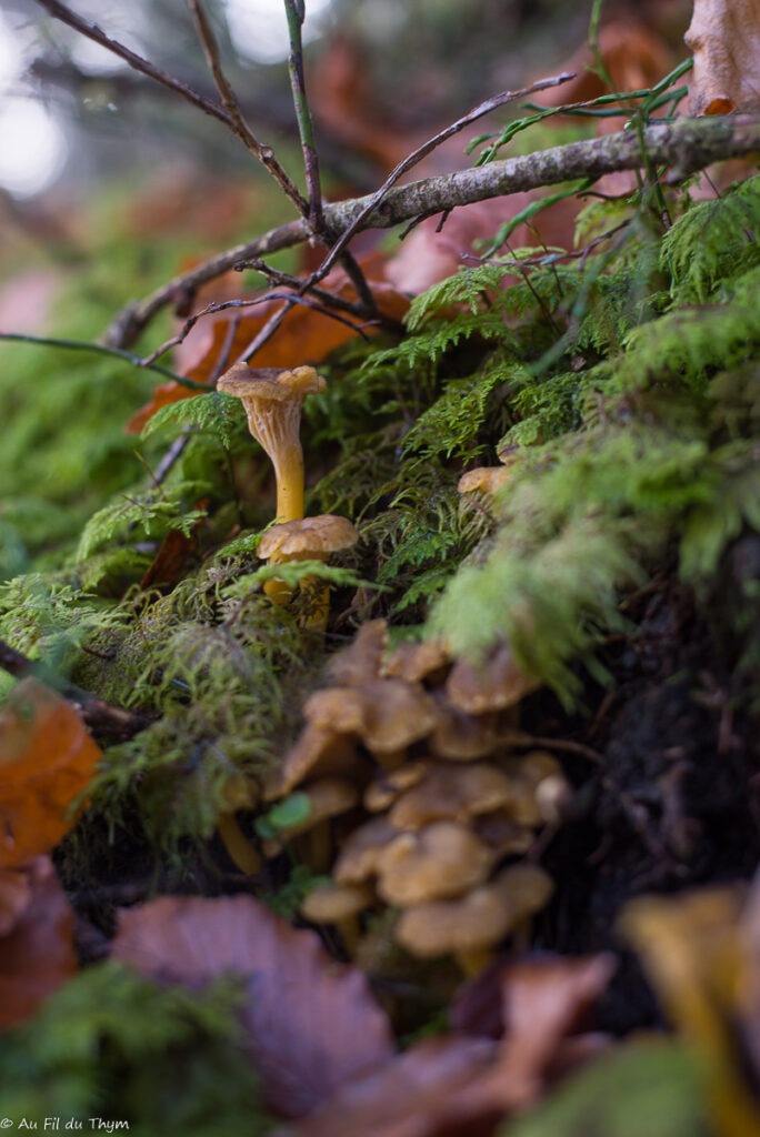 Macrophotographie champignons automne  : chanterelle