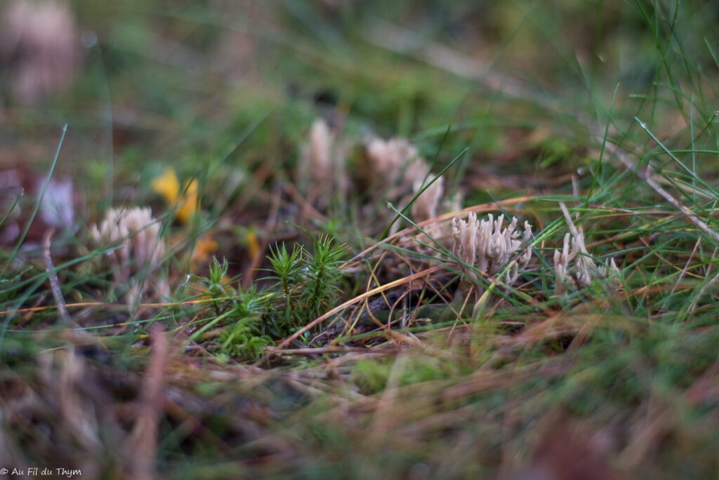 Macrophotographie champignons automne  : cataire