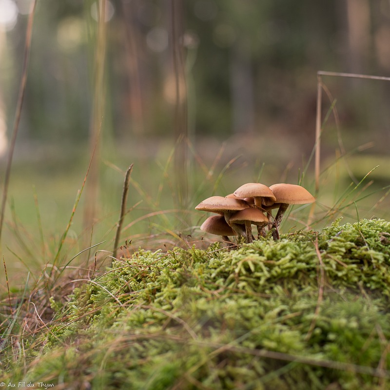 Macrophotographie champignons automne 