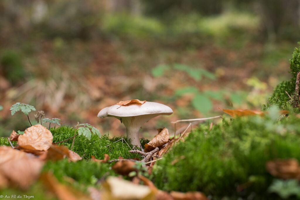 Macrophotographie champignons automne 