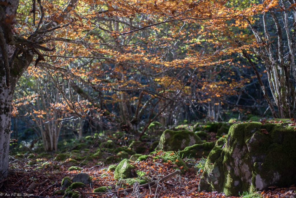 En forêt