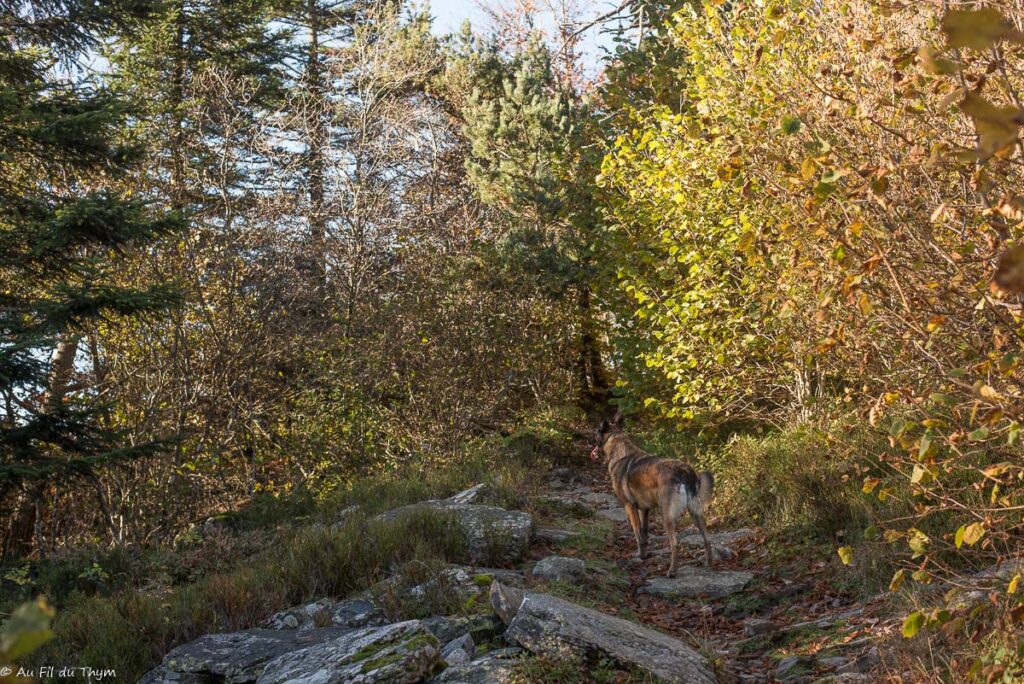 Randonnée : Le sentier de Bonas