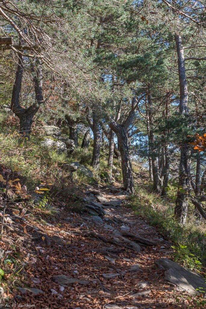 Randonnée : Le sentier de Bonas