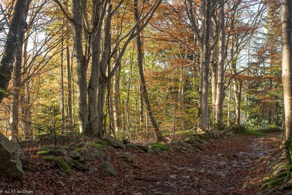 Randonnée : Le sentier de Bonas