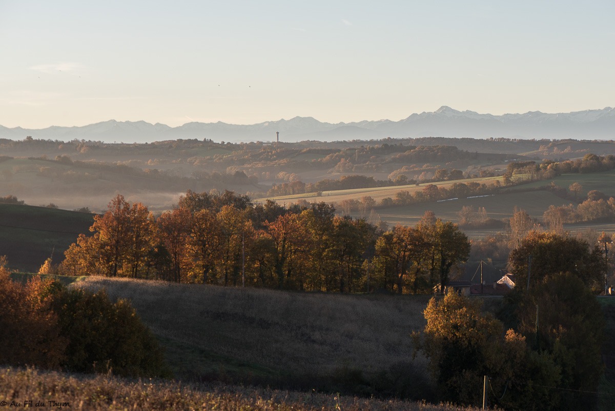 Heures dorées - Cornouiller sanguin