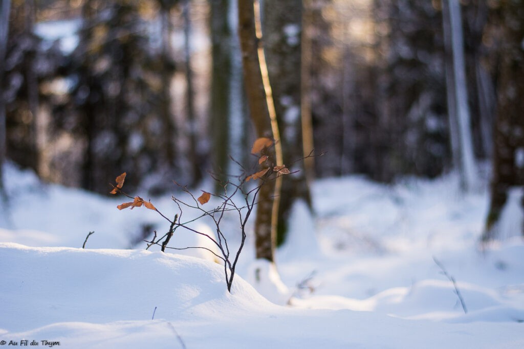 Balade dans les vosges sous la neige (Orbey)